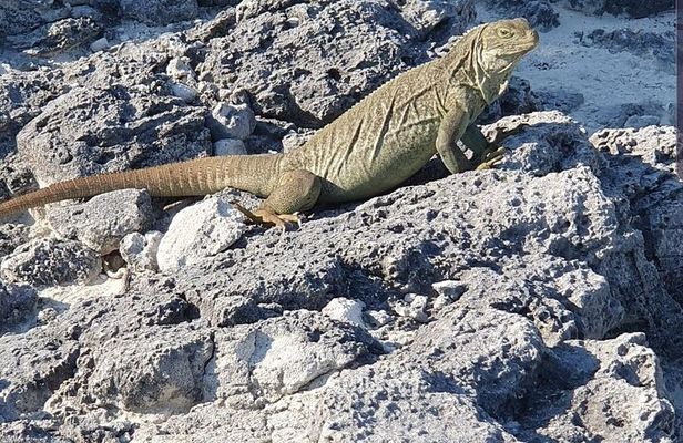 Clear Bottom Kayaks Mangrove and Iguana Tour