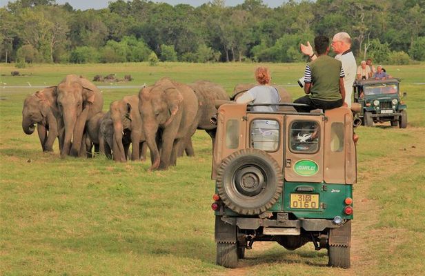 Private Jeep Safari at Minneriya National Park to Visit Elephants