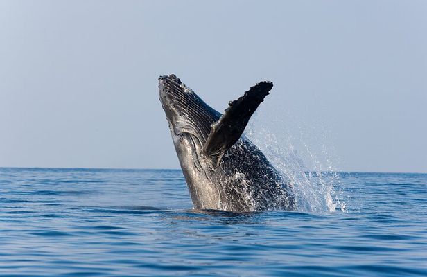 Whale Watching with Lunch and transportation included