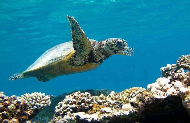 Private Abu Dabbab Snorkeling with Turtles W/Transfer - Hurghada