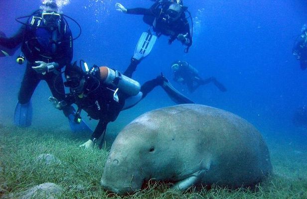 Marsa Mubarak Full Day and one intro Diving With Lunch, Transfer - Marsa Alam