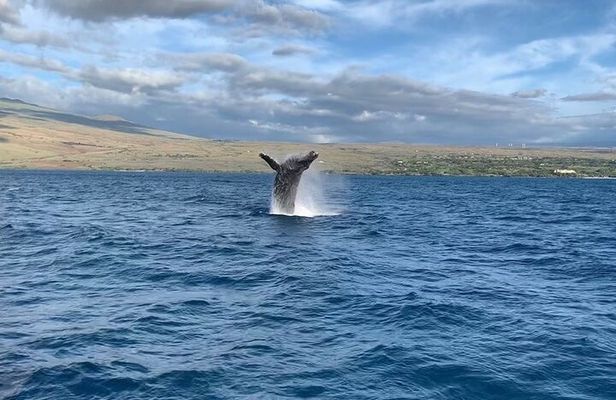 Sunset Whale Watching Shared Activity