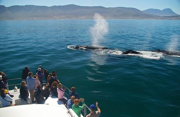 Full-Day Whale Watching and Wine Region Experience from Cape Town