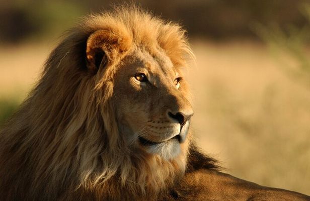 Full Day Big 5 Aquila Safari Private Transfers Including Park Fee From Cape Town