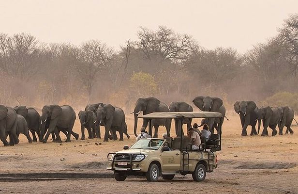 Game Drive Morning & Afternoon