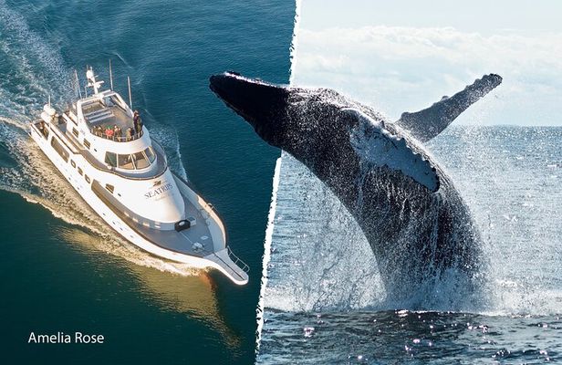 Whale Watching Cruise on a Yacht in Reykjavik