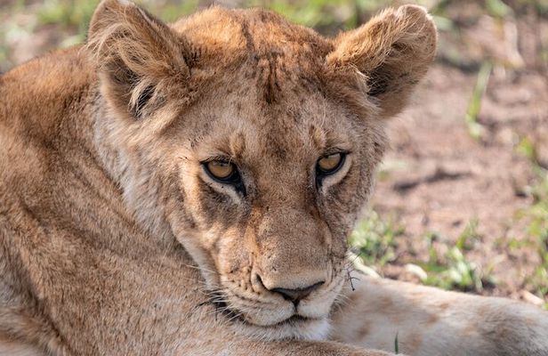 7 Days Mid Range Tanzania Wildlife Safari