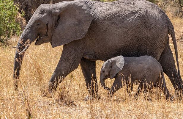 4 Days Tanzania Budget Safari
