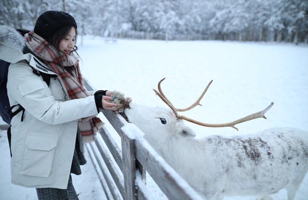 Husky and Reindeer farms visit with sleigh rides
