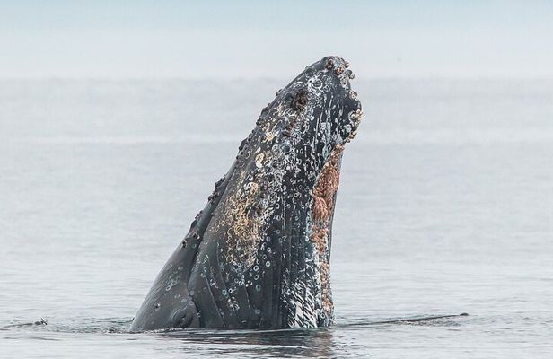 Summer Whale Watching Tour in a Zodiac Boat in Victoria