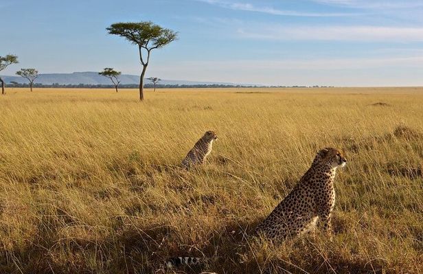 3-Day Masai Mara Group Joining Safari Adventure