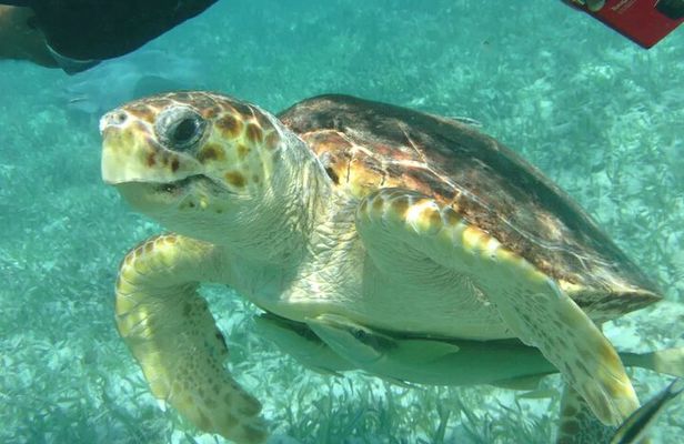 Hol-Chan Snorkel Tour from Caye Caulker