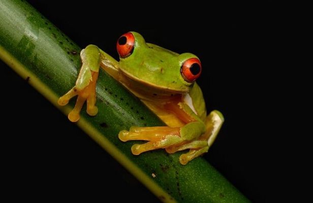 Night Walk Experience in Wildlife Refuge Monteverde