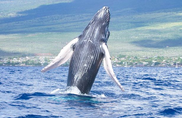 Whale Watching Aboard Winona Catamaran