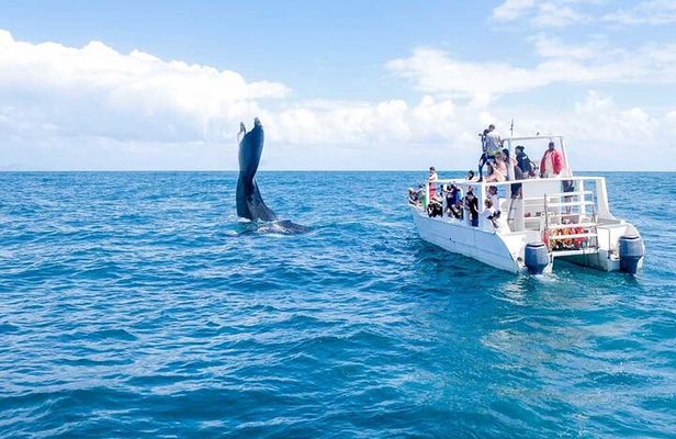 Whale Watching Tour in Samana