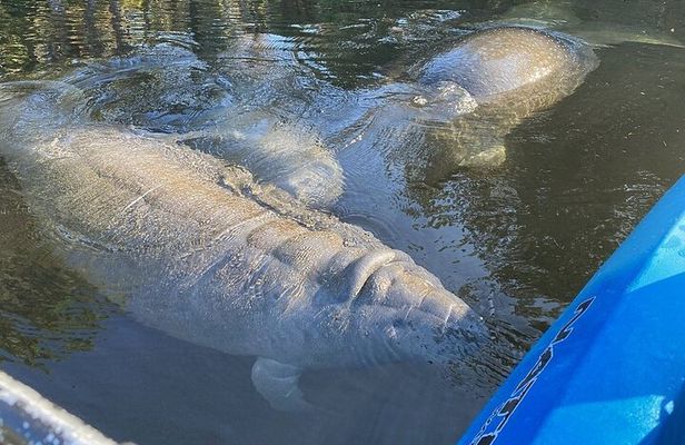 Manatee Kayak Encounter
