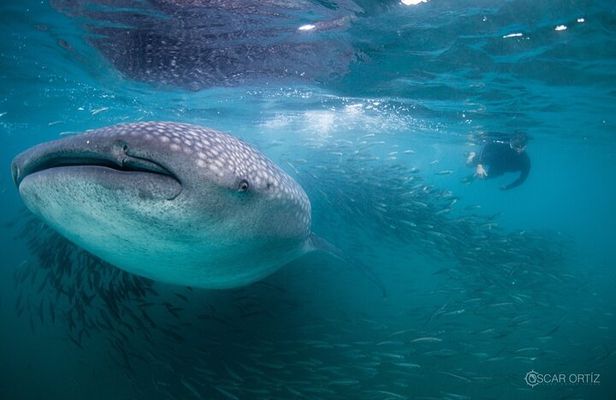 Snorkel with whale sharks includes equipment & transportation