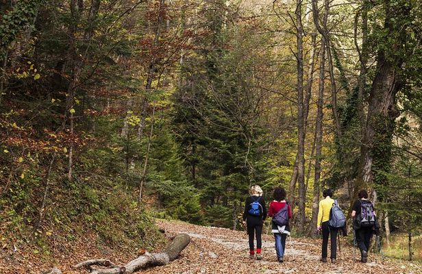 Guided Shared Group Forest Bathing Session in Serene Woodland Park