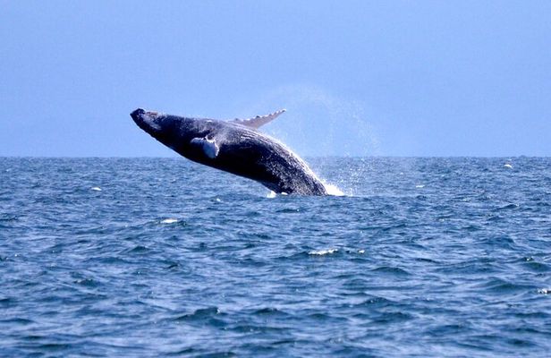 Tour with Whale Watching in Samaná, Beach and Waterfall