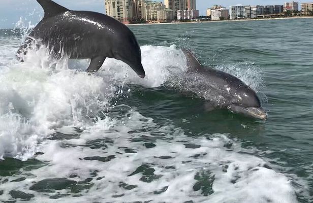 Best of Marco Island Dolphin Tour