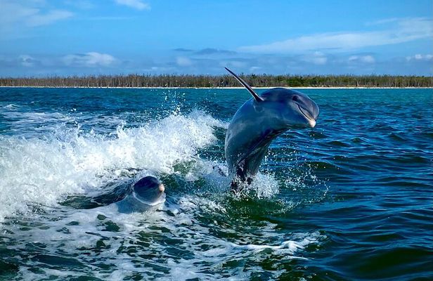 Ten Thousand Islands Eco/Dolphin Tour