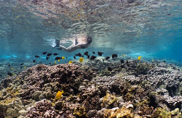 Discover Pawai Afternoon Reef Snorkel