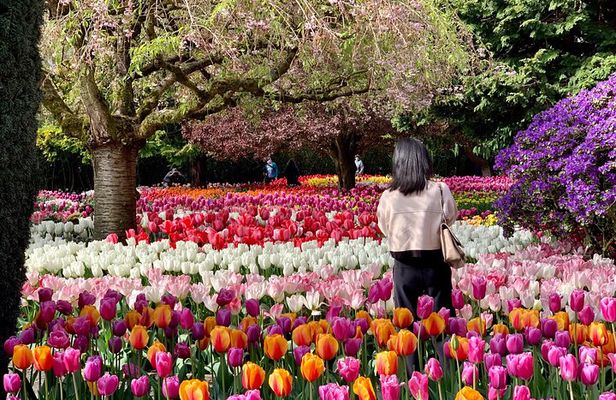 Skagit Valley Tulip Festival Tour