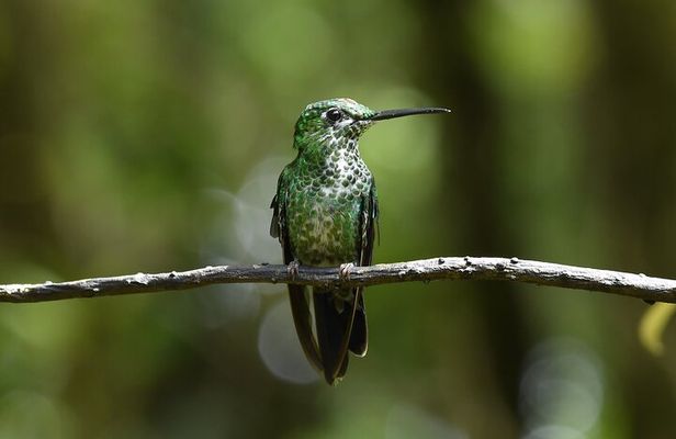 Monteverde Cloud Forest Guided Tour
