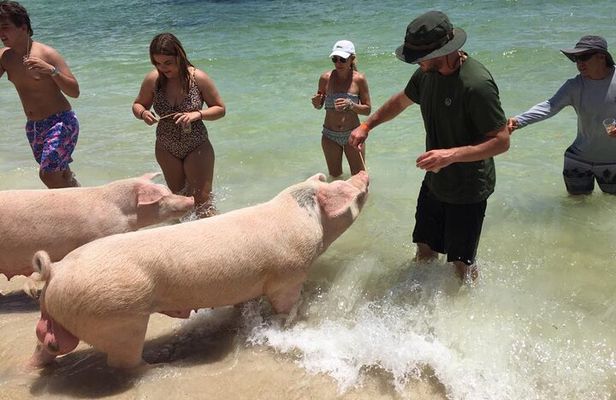Private Swim With Pigs and Snorkeling in Paradise Tour
