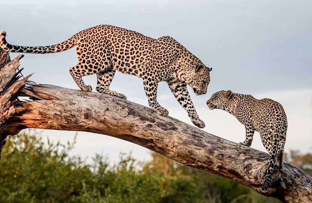 All Inclusive Yala National Park Full Day Safari