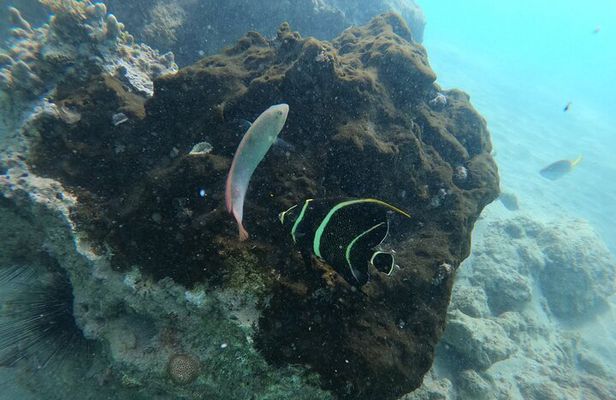 Guided Snorkeling adventure in San Juan 