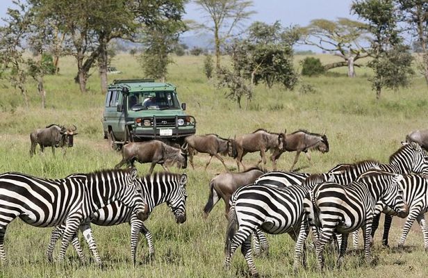 3-Day Ngorongoro Crater Manyara and Tarangire Safari from Arusha