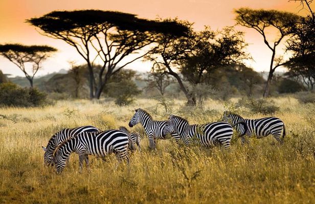 4 Days / 3 Nights Lake Manyara, Ngorongoro and Serengeti