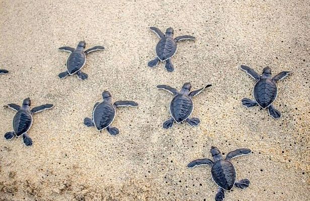 Turtle Release Playa Blanca