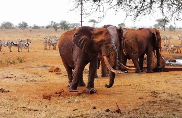1 Day Red Elephant Safari starting from Diani beach.