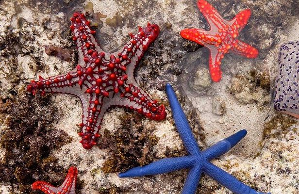 Starfish Beach; The Rock; Kuza Cave; Paje Beach; Salaam Cave Tour