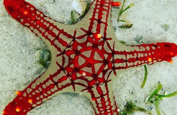 Starfish Adventure; Blue Lagoon Snorkeling; The Rock; Paje Beach; Jozani Forest