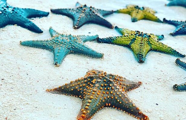 Starfish Beach; The Rock; Paje Beach; Jozani Forest; Salaam Cave