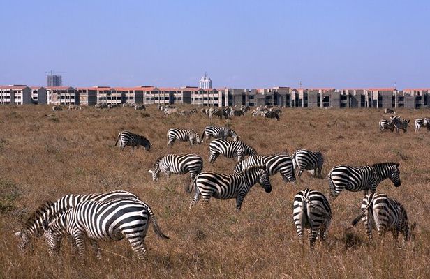 Nairobi National park sun rise game drive with pickup & drop-off