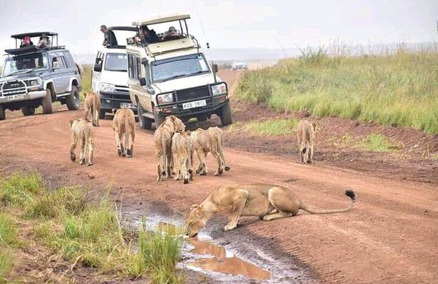Nairobi National park, Giraffe center and Museum day tour
