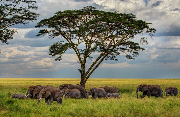 Multi-Day Camping Safari Experience in Arusha