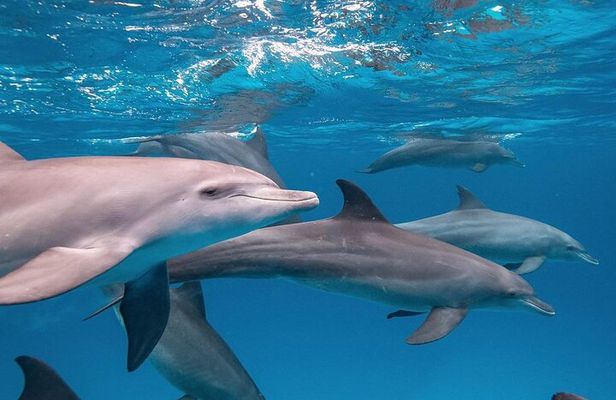 Dolphin Tour; Salaam Cave; Starfish Beach; The Rock; Kuza Cave