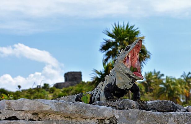 Tulum Guided Tour and Cenote Swim from Playa del Carmen