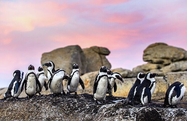 Cape Town Private Group Tour to Cape of Good Hope and Boulders Penguins Colony