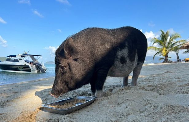 Private Half Day Trip to Pig Island and Koh Tan by Long Tail Boat