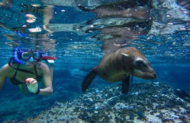 Boat Tour and Snorkel at Pelican Rock