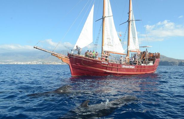 Sealife Dolphin & Whale Watching aboard Portuguese schooner