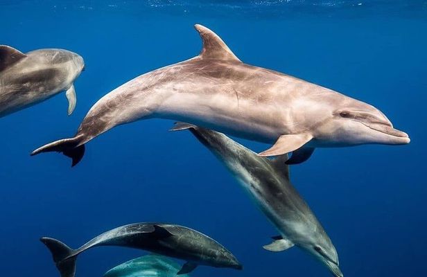 Private Dolphin Tour; Kuza Cave; Paje Beach; The Rock Restaurant; Jozani Forest