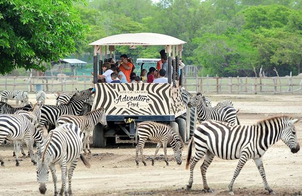 Day pass to Ponderosa Adventure Park 