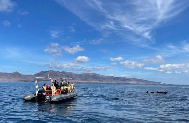 2h Dolphin and Whale Viewing + Snorkeling Tour